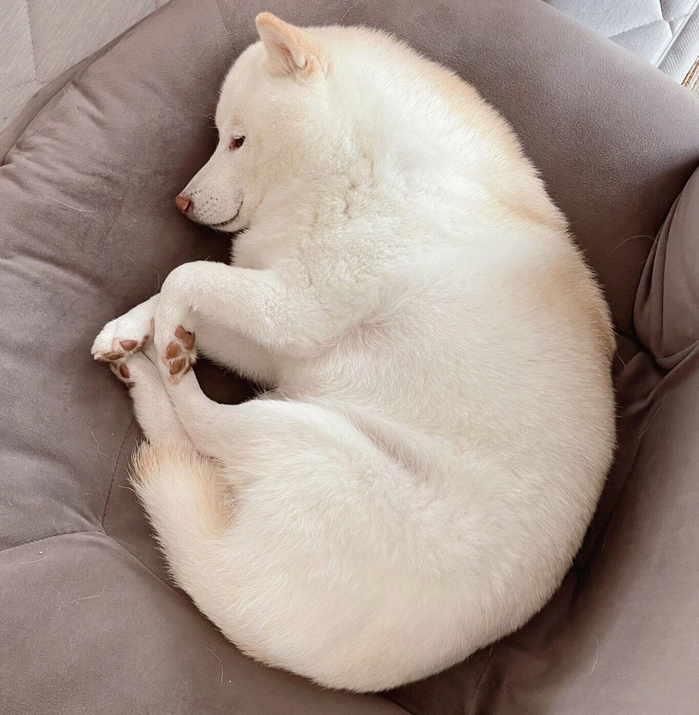 丸くなって眠るゆきちゃん