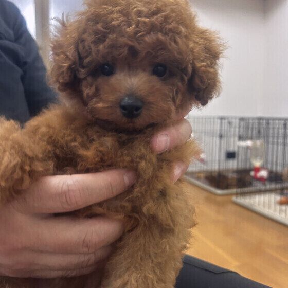 トイ・プードル いぬのきもち