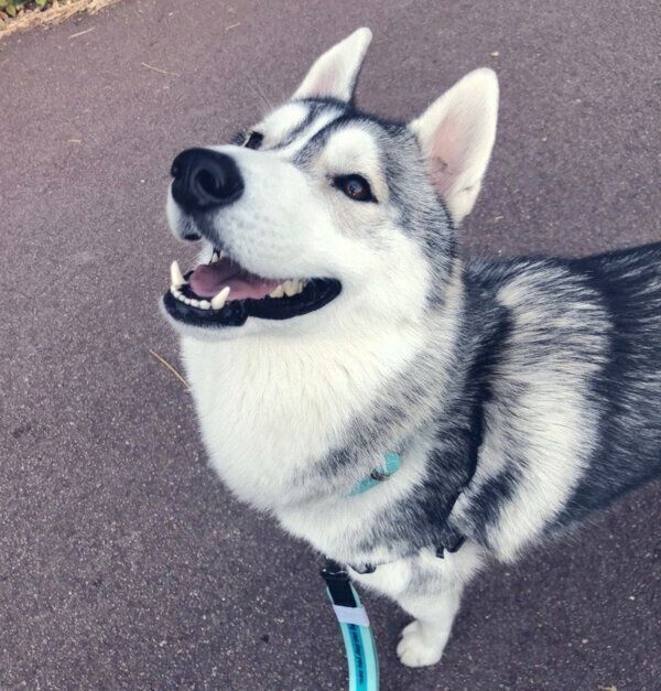 お目めをキラキラさせるサファイアくん