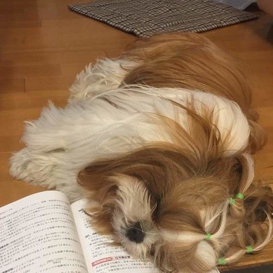 熟睡中のシー・ズー