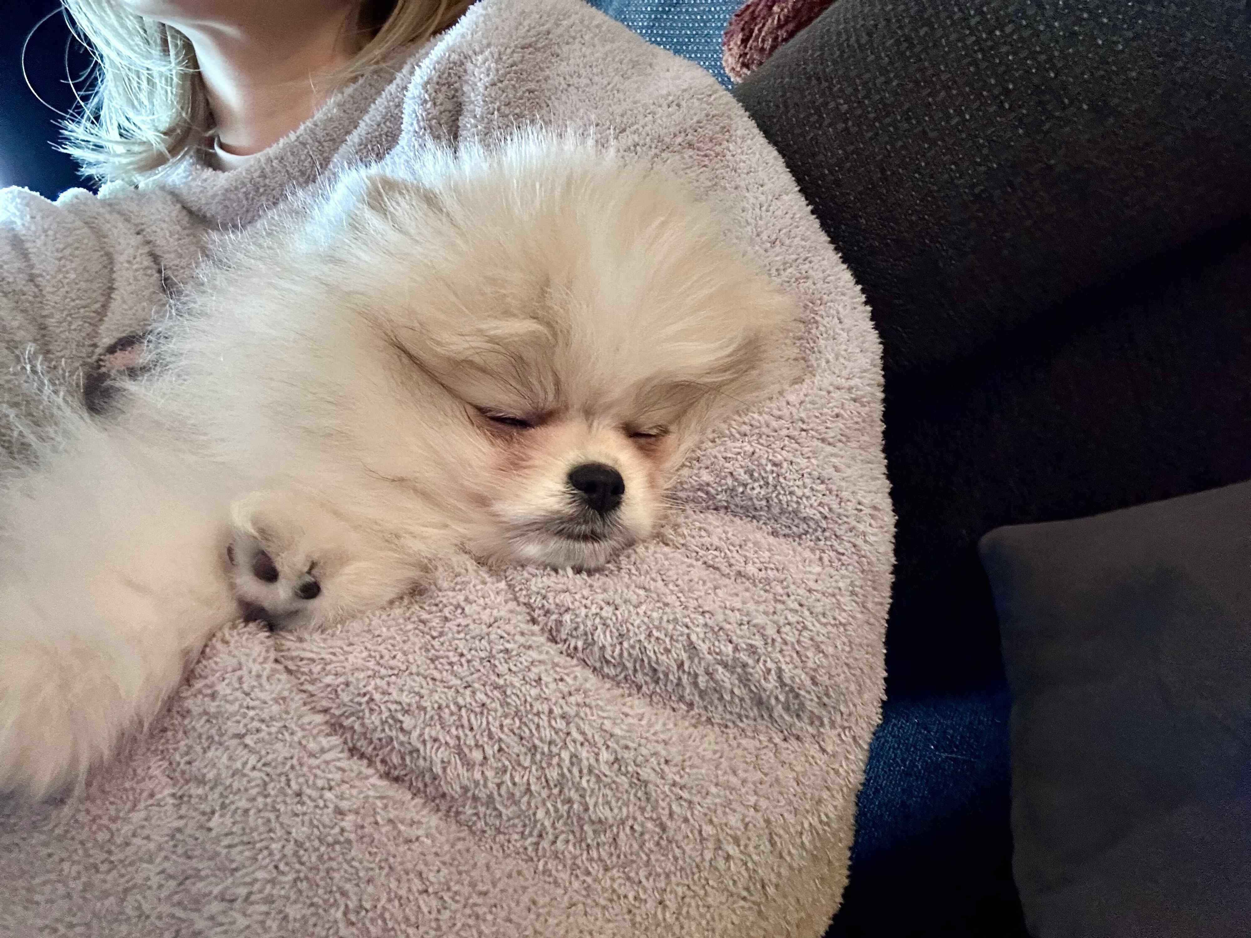 飼い主さんの抱っこで眠るまりもちゃん