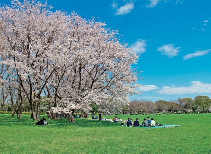 東京都　水元公園　桜　花見
