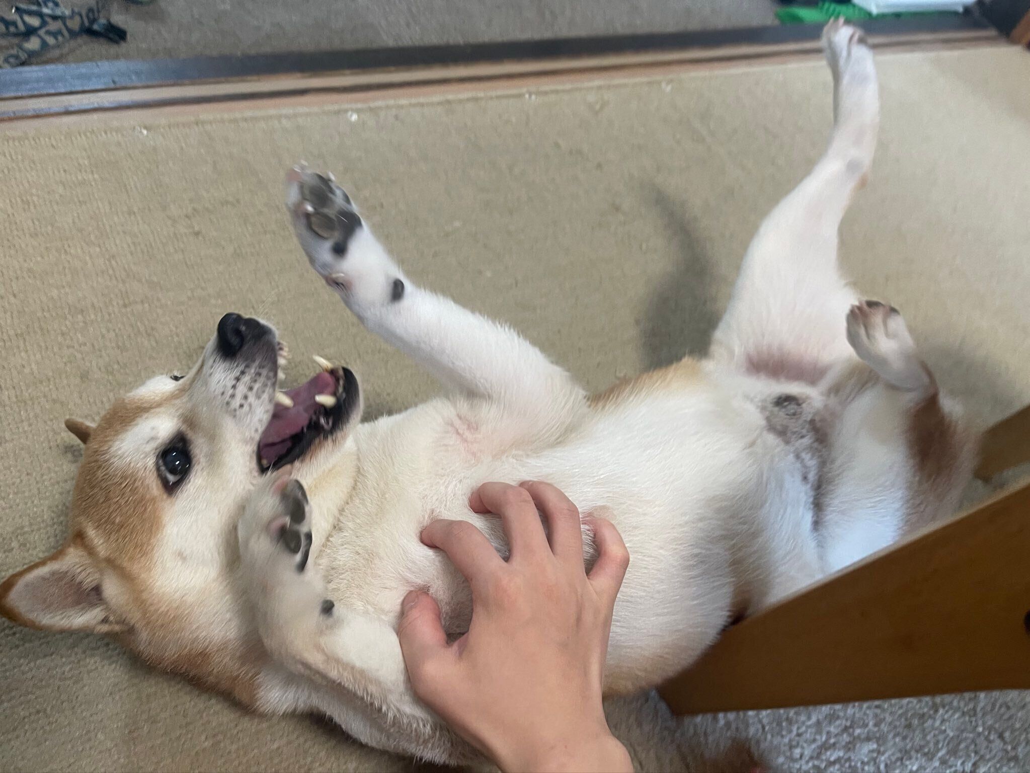 寝転がるたまじろうくん