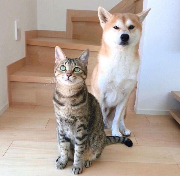 見つめるHaluくんとMugiくん