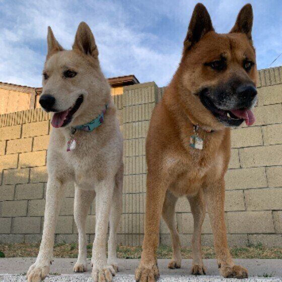 レンちゃんときゃりーちゃん