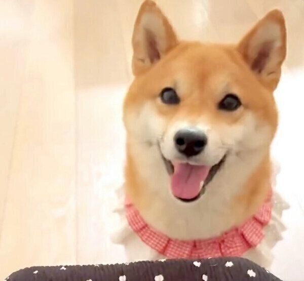 あご乗せするももっぷちゃん