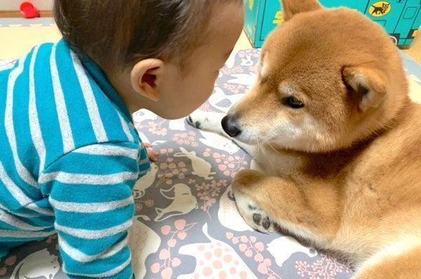 見つめ合うこたろうくんと弟くん