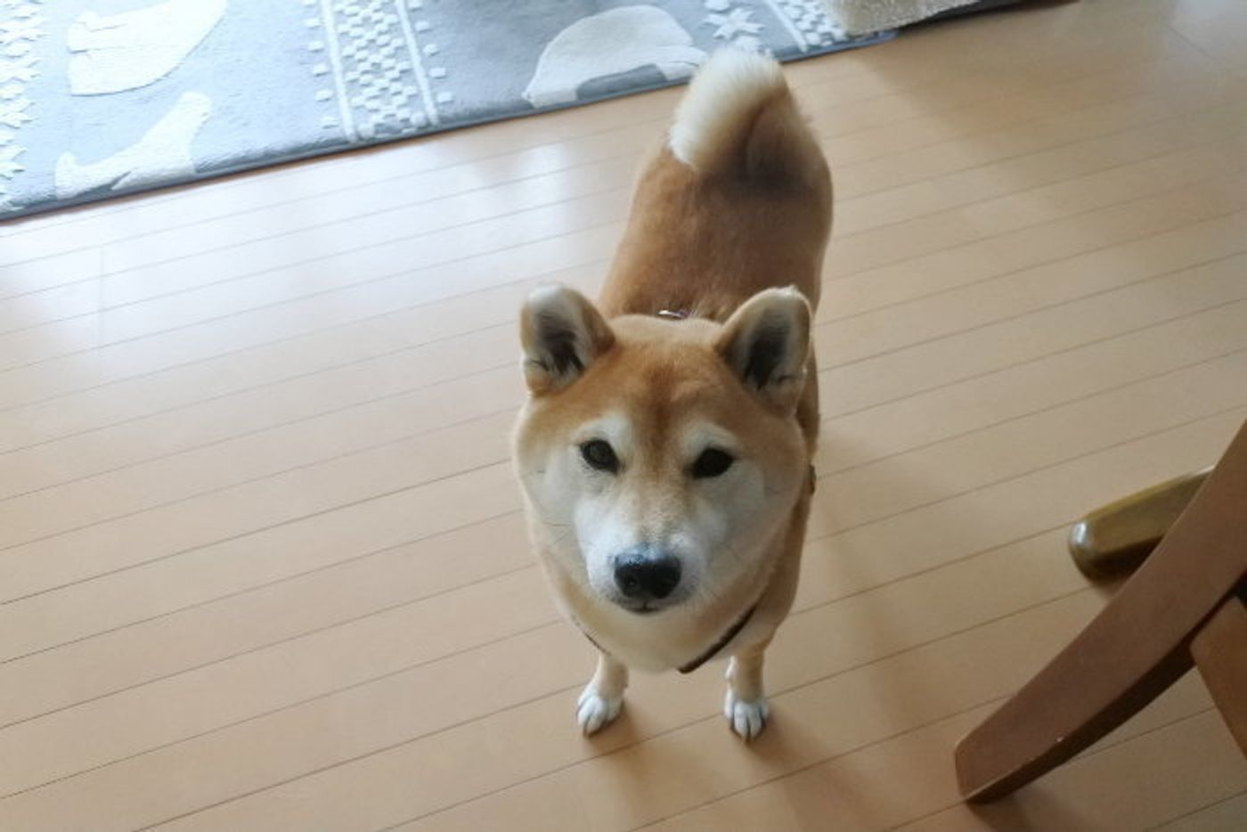 柴犬マロたん 疑惑の血液検査から一転 健康優良わんこ と証明されました いぬのきもちweb Magazine 柴犬マロたん 疑惑の血液検査から一転 健康優良わんこ と証明されました いぬのきもちweb Magazine