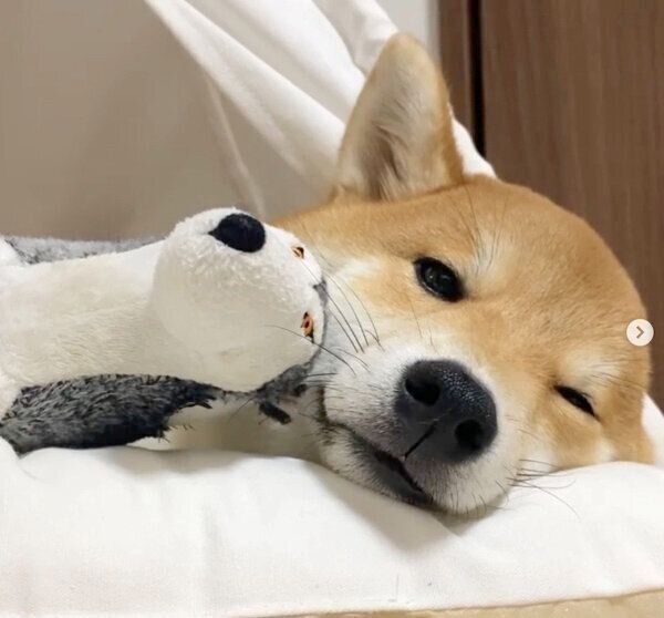 くつろぐハクくん