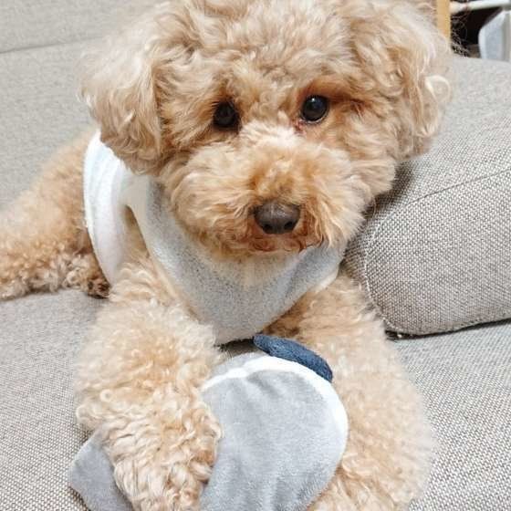 ぬいぐるみを抱えるトイ・プードル