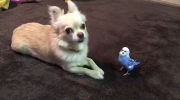 チワワとインコ