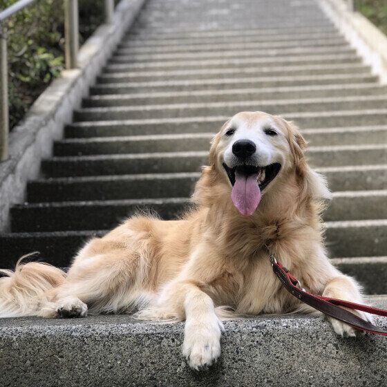 ゴールデンレトリバー　もおか