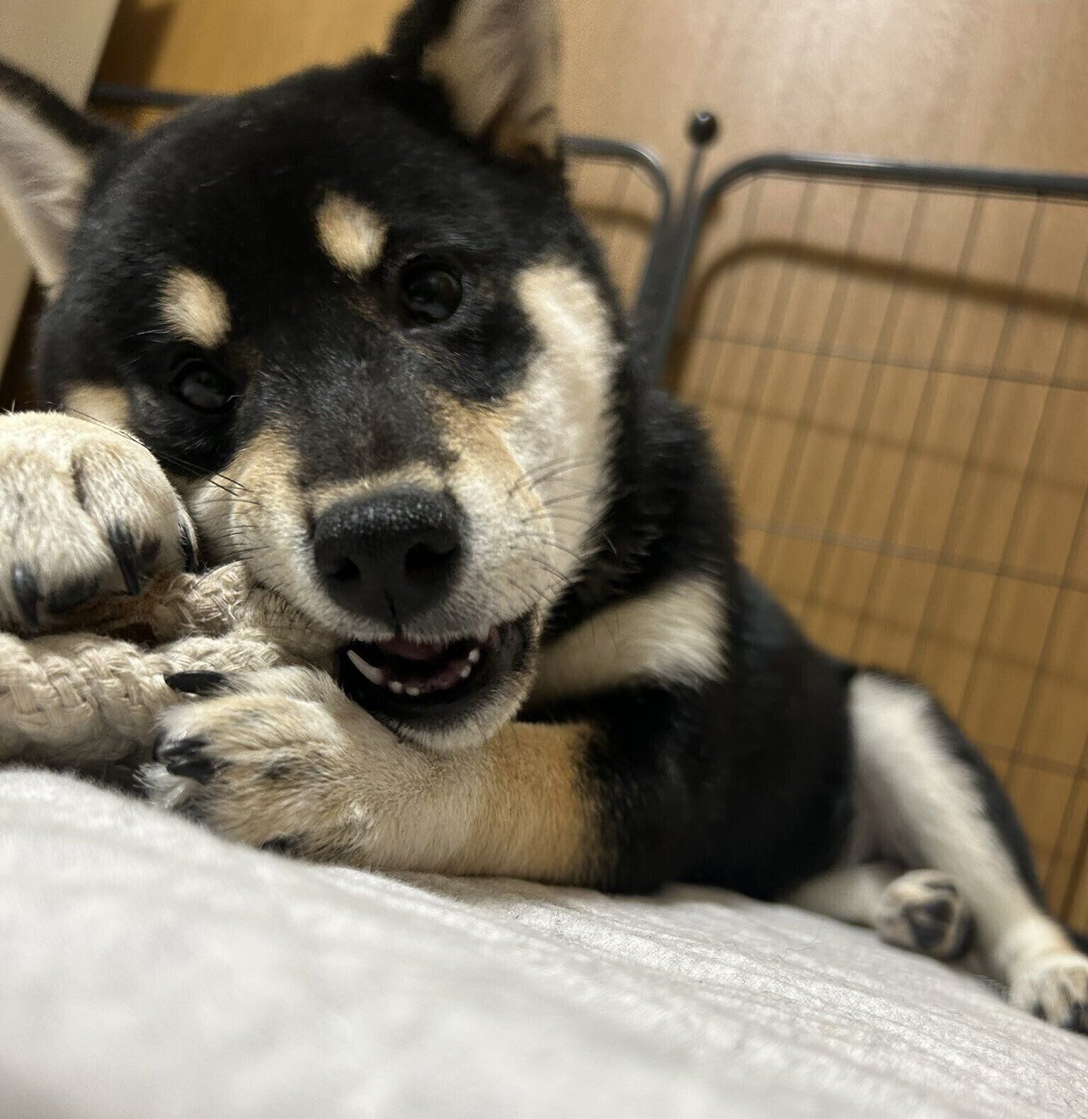 おもちゃで遊ぶ柴犬