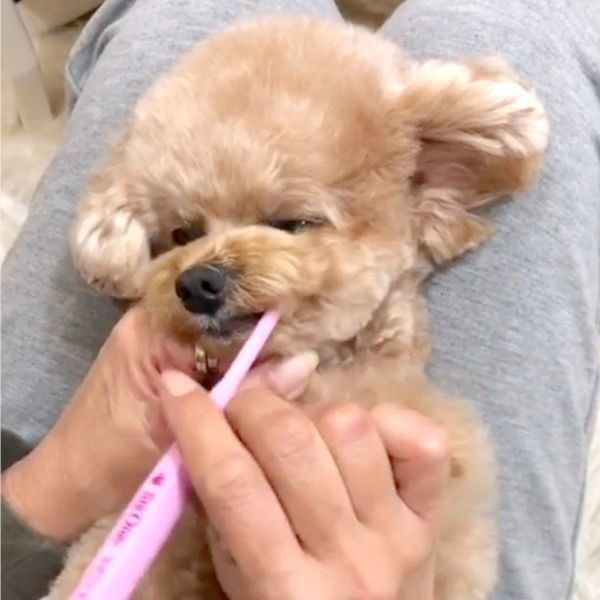 歯磨きをするトイ・プードル