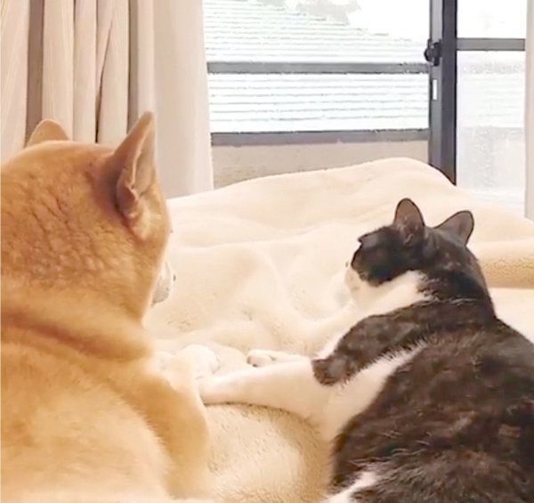 外を眺める柴犬とハチワレ猫