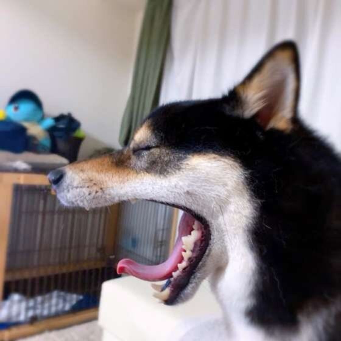 調査 ふだんの鳴き方と違う 犬が 嬉しい ときの鳴き声の特徴は いぬのきもちweb Magazine 調査 ふだんの鳴き方と違う 犬が 嬉しい ときの鳴き声の特徴は いぬのきもちweb Magazine