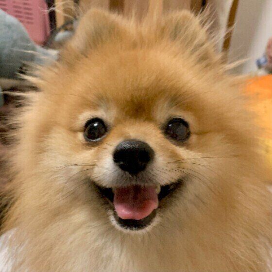 笑顔のPommeくん（ポメラニアン）