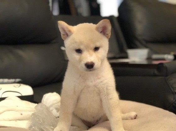 近年海外での人気が高い柴犬