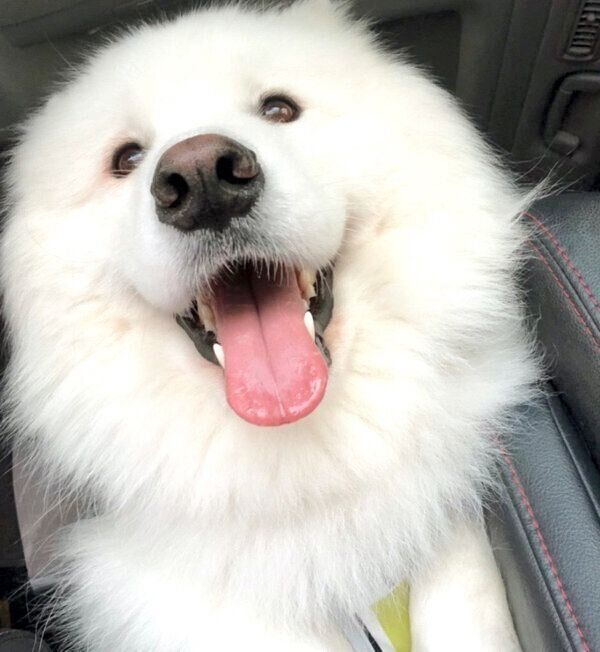 笑顔を見せるサモちゃん