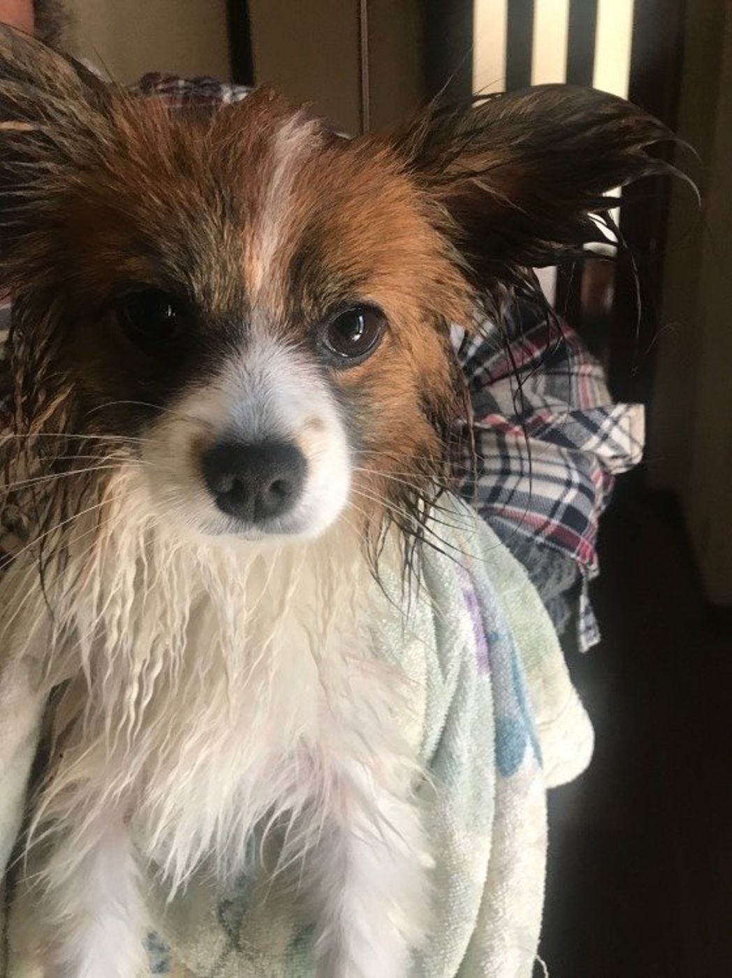 犬にドライヤーはよくないの シャンプー後のドライヤーの必要性 いぬのきもちweb Magazine 犬にドライヤーはよくないの シャンプー後のドライヤーの必要性 いぬのきもちweb Magazine