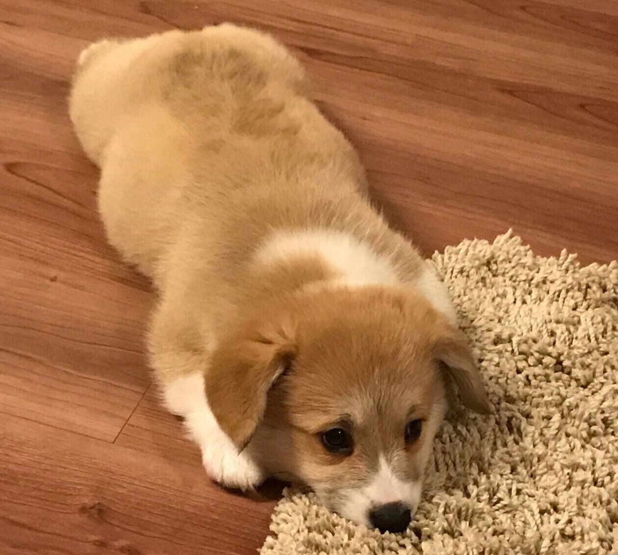 お迎え当時のエルモちゃん