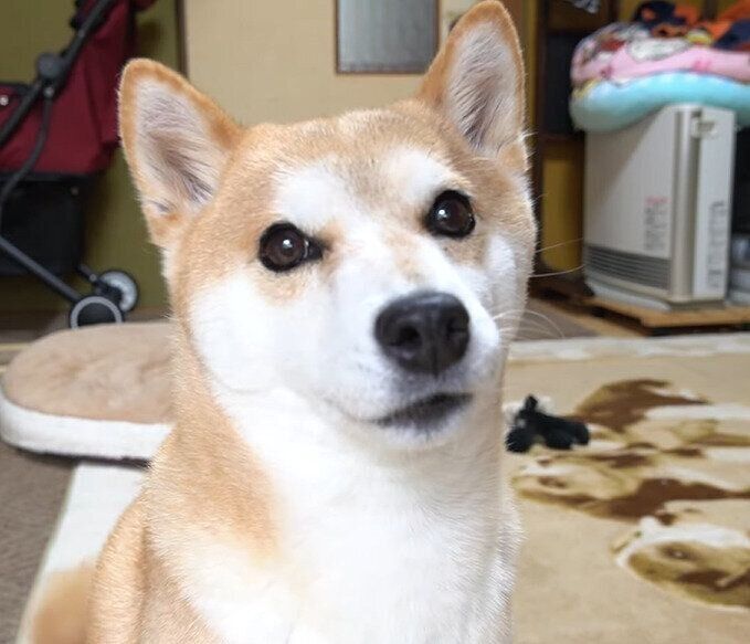 おめめがキラキラの柴犬ハナちゃん