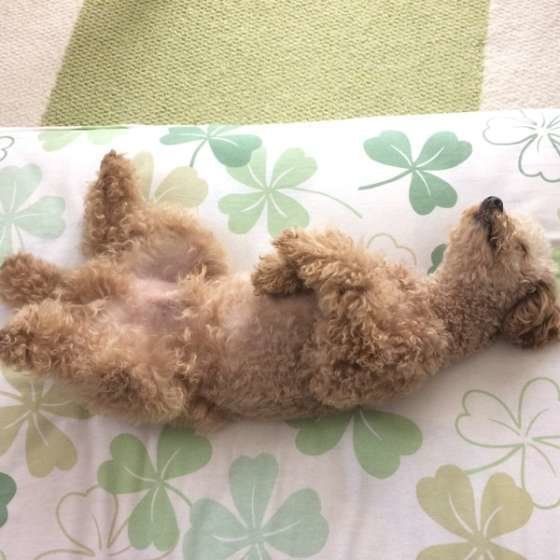 へそ天ポーズのトイ・プードル