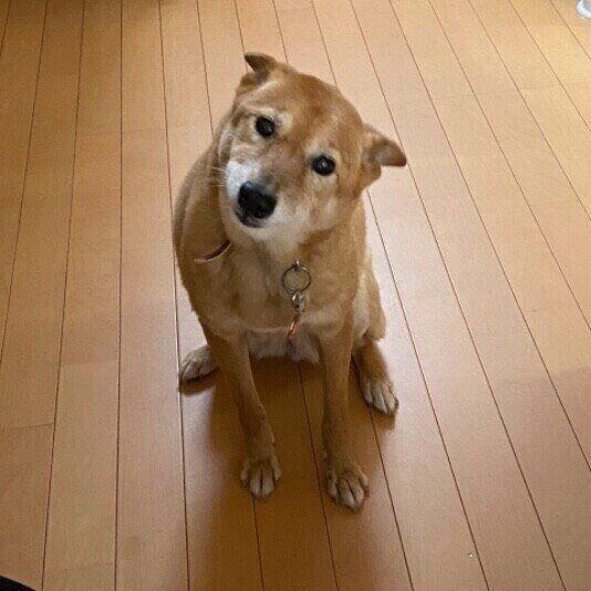 犬ってすごい！どうしてわかるの？犬が飼い主を判別する方法 いぬのきもち