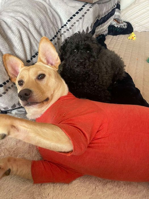 くっついて並ぶ犬(写真:左)と先住犬のトイプードル(写真:右)