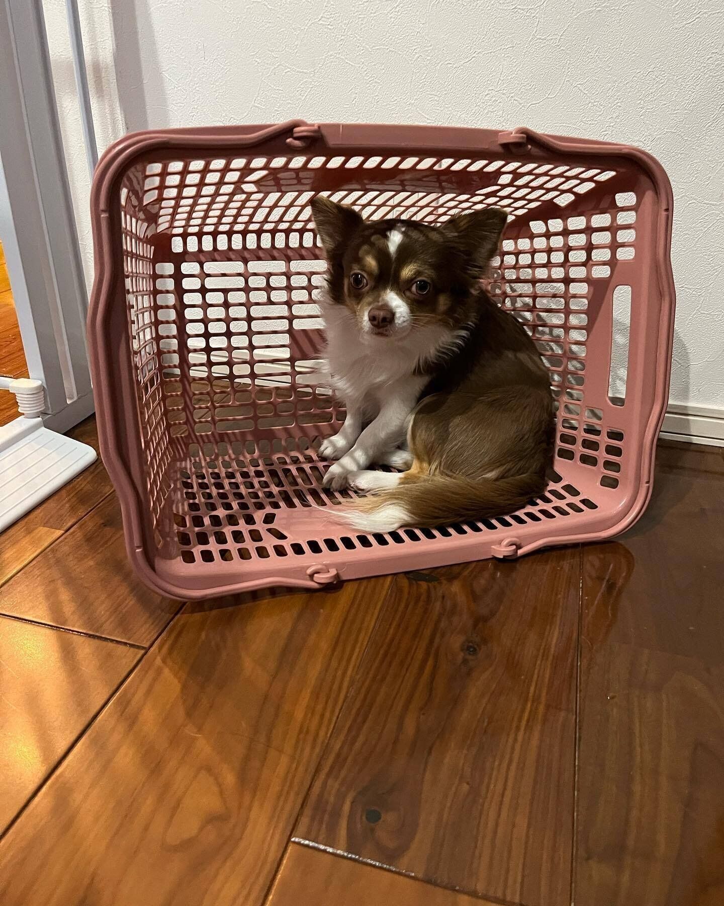 かごに入るロイスくん