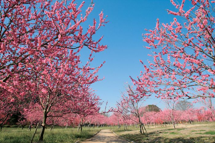 茨城　古河総合公園　古河公方公園　桃祭り