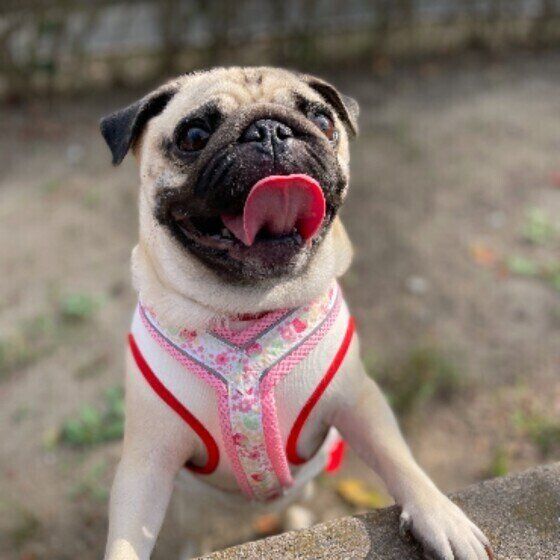 パグのまるちゃん