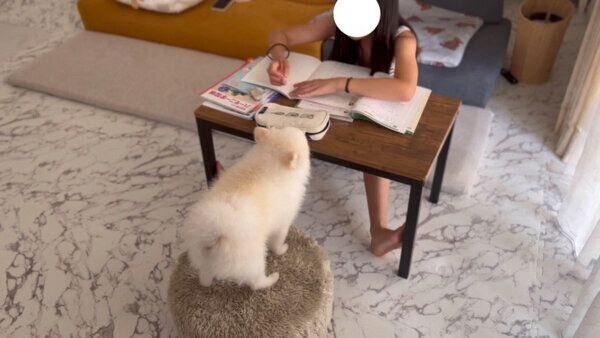 宿題をしている娘さんのことを見守るぽんちゃん