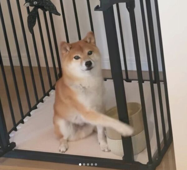 前足を「ちょいちょい」動かしておねだりするレノくん