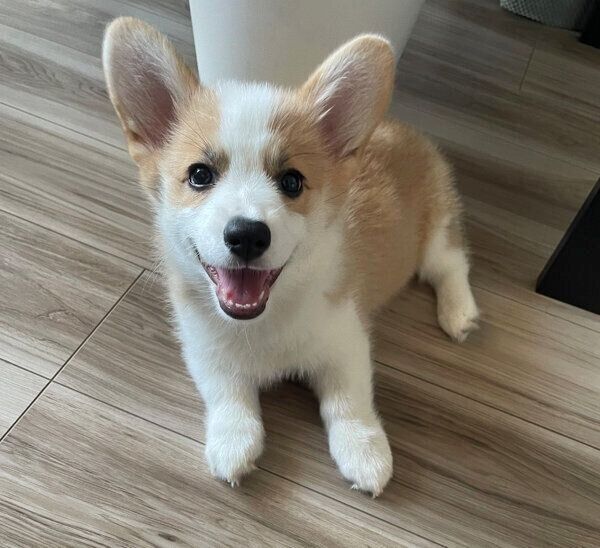 笑顔が可愛いぱんちゃん