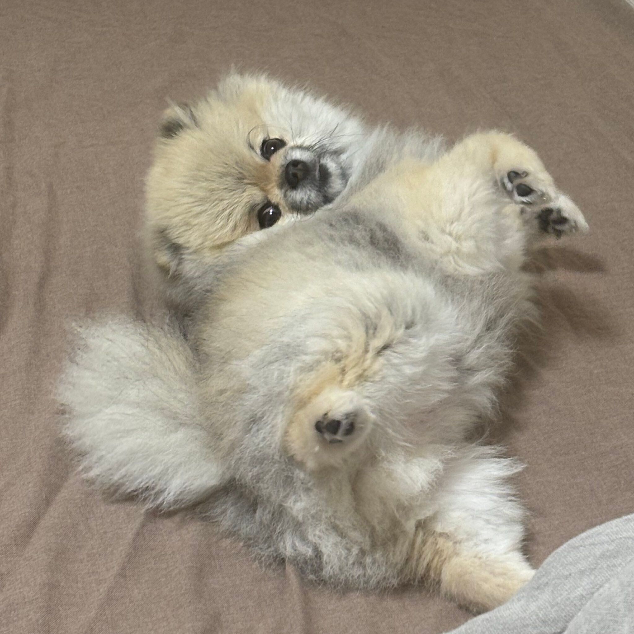 コロンと寝転がるぐりくん