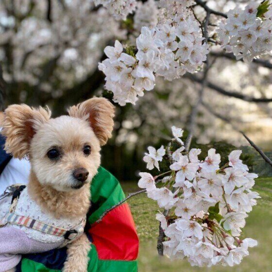 桜を眺める犬