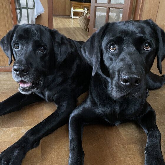 犬の身体能力ってこんなにスゴイ！ 犬の驚くべき身体能力の特徴とは いぬのきもち