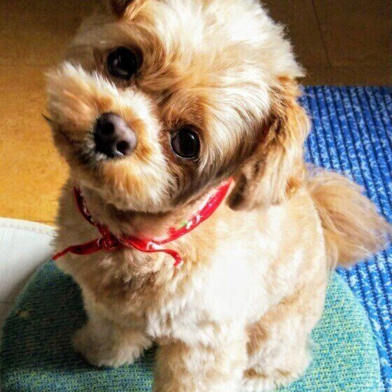 話しかけると首をかしげる犬