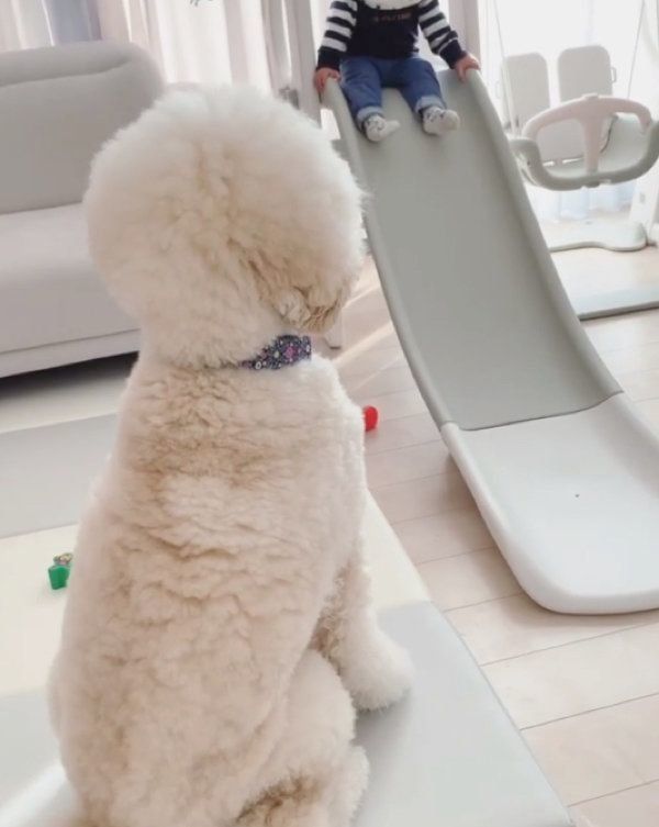 スタンダード・プードルのもずくちゃんと弟くん