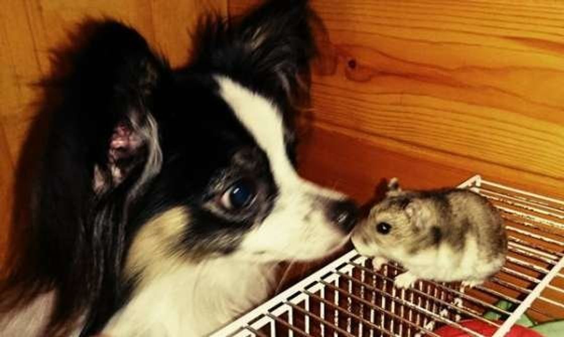 見てるとホッコリ ハムスターやうさぎ 鳥 犬が小動物に優しいワケ いぬのきもちweb Magazine 見てるとホッコリ ハムスターやうさぎ 鳥 犬が小動物に優しいワケ いぬのきもちweb Magazine