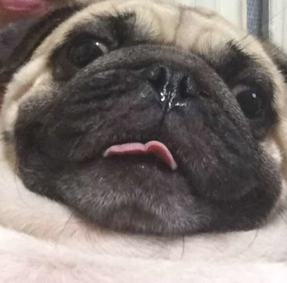 鼻水を垂らしたパグちゃん