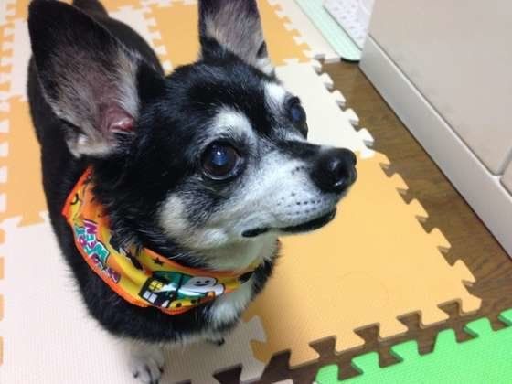 マットを敷いてもらっているシニアのチワワ