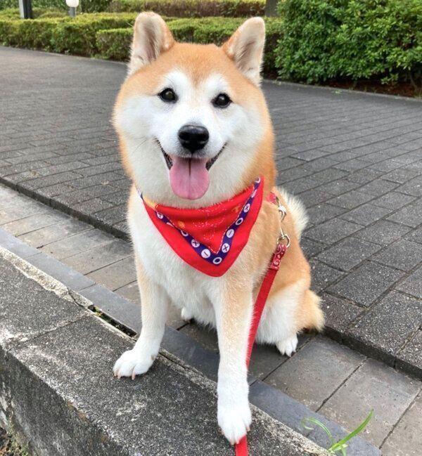 笑顔のまるちゃん