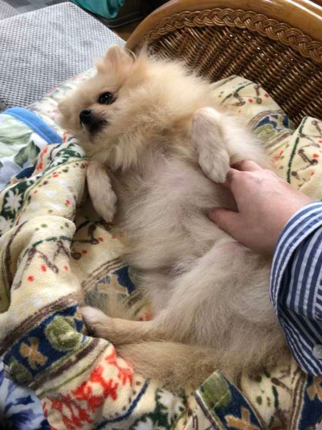 飼い主さんへのloveサイン 犬があおむけになる理由とは いぬのきもちweb Magazine 飼い主さんへのloveサイン 犬があおむけになる理由とは いぬのきもちweb Magazine