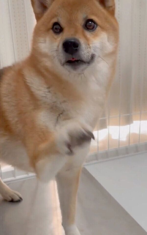 「エアチン」をするぽんずさん