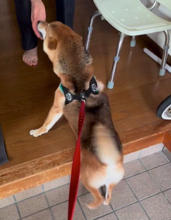 おばあちゃんと会えて喜びを爆発させるハチちゃん