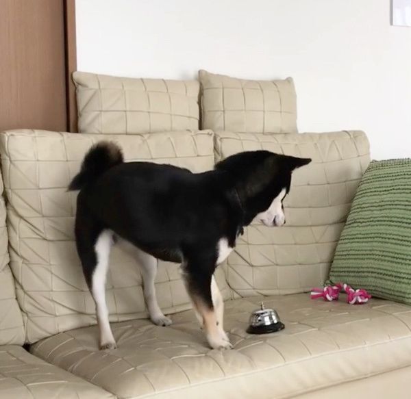 おやつが欲しい柴犬