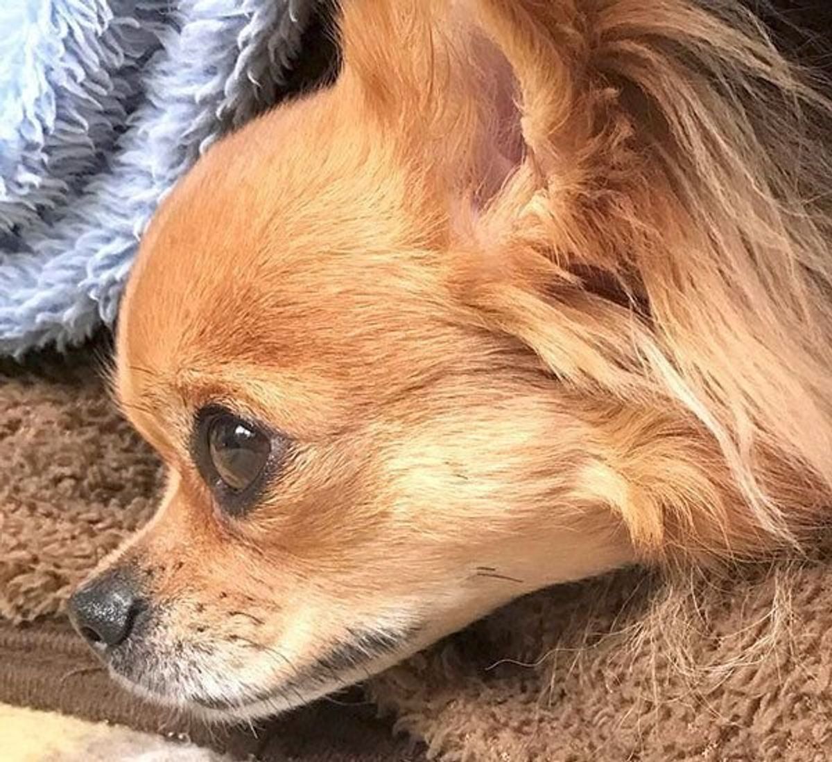 イケメン 美人 えっ どこ見てるの 個性あふれる犬の横顔5選 いぬのきもちweb Magazine イケメン 美人 えっ どこ見てるの 個性あふれる犬の横顔5選 いぬのきもちweb Magazine