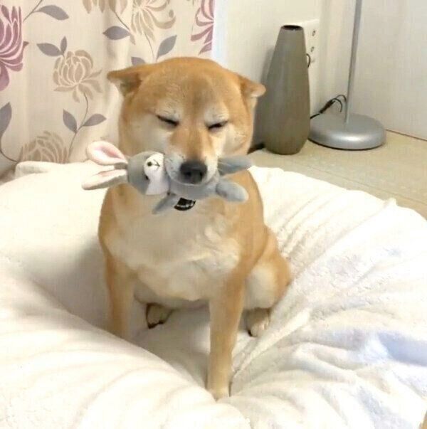 帰宅した飼い主さんを歓迎するももちゃん